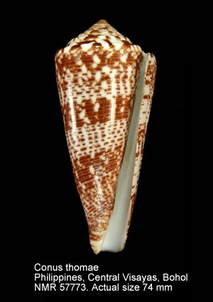 Conus thomae.jpg - Conus thomaeGmelin,1791